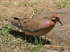 Zenaida Dove