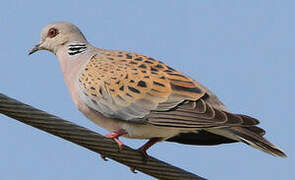 European Turtle Dove