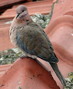 Laughing Dove