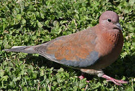 Laughing Dove