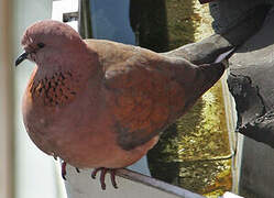 Laughing Dove