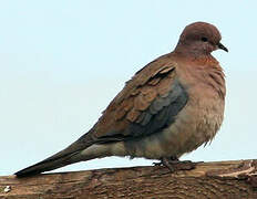 Laughing Dove