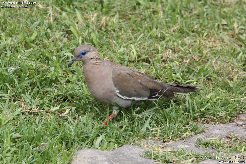 Tourterelle mélodieuse, identification