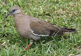 West Peruvian Dove