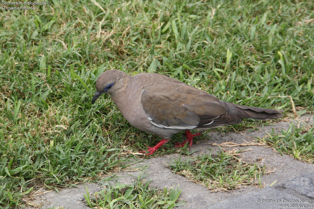 Tourterelle mélodieuse, identification