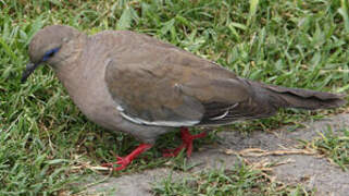 West Peruvian Dove