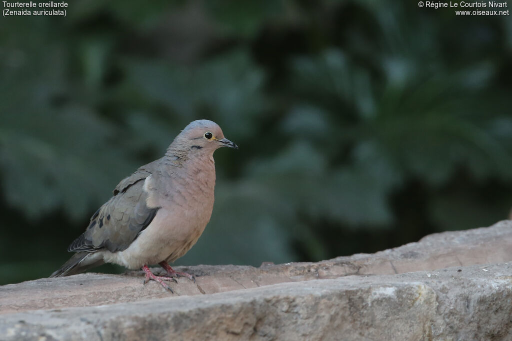 Eared Dove