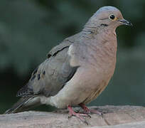 Eared Dove