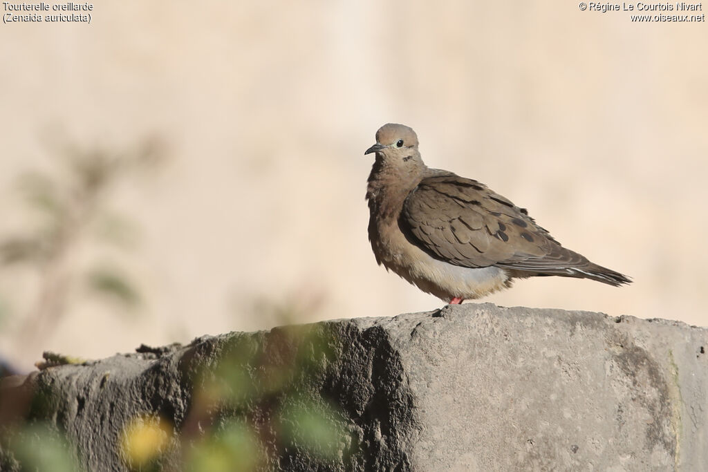 Eared Dove