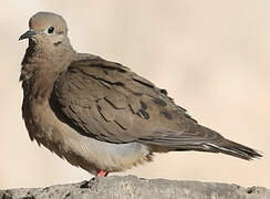 Eared Dove