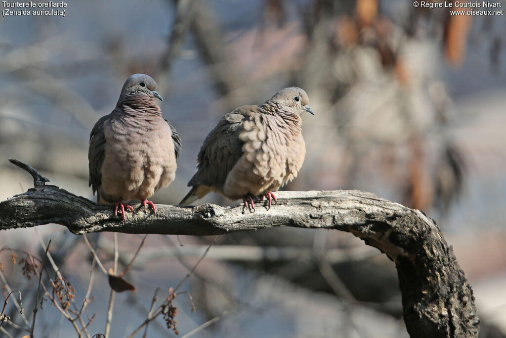 Eared Dove