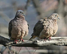 Eared Dove