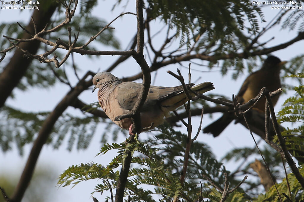 Eared Dove