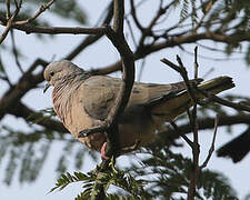 Eared Dove