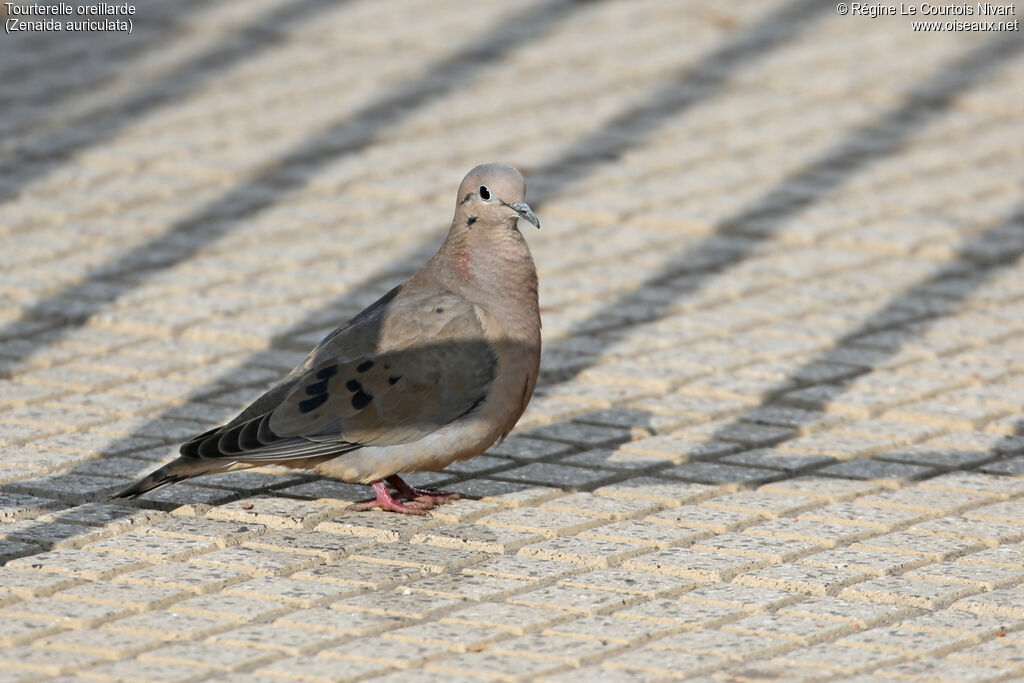 Eared Dove