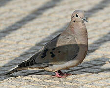 Eared Dove