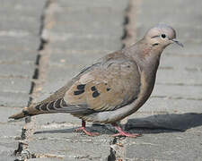 Eared Dove