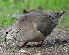 Eared Dove