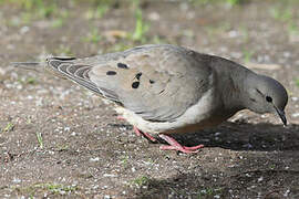 Eared Dove