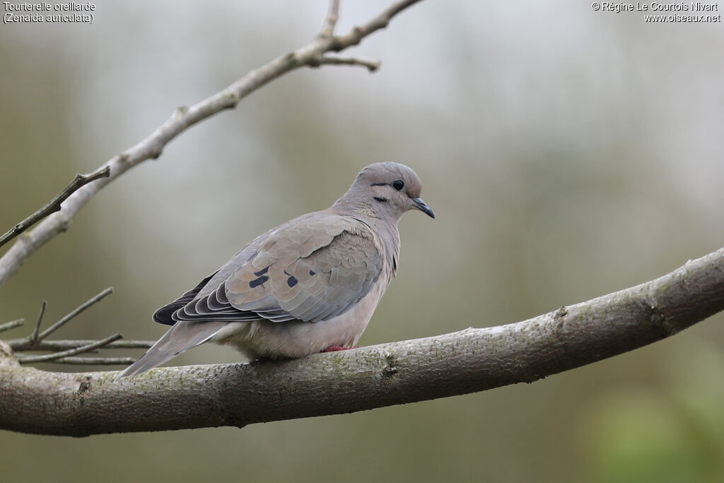 Tourterelle oreillarde