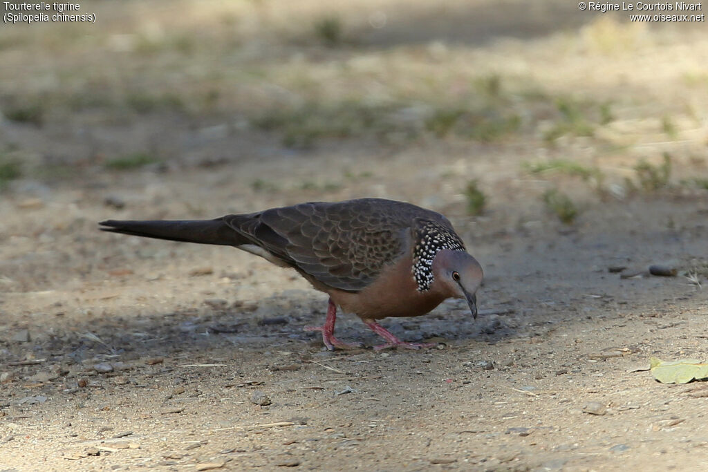 Spotted Dove