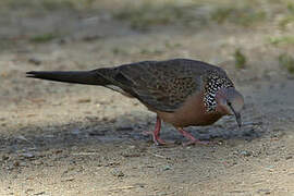 Spotted Dove