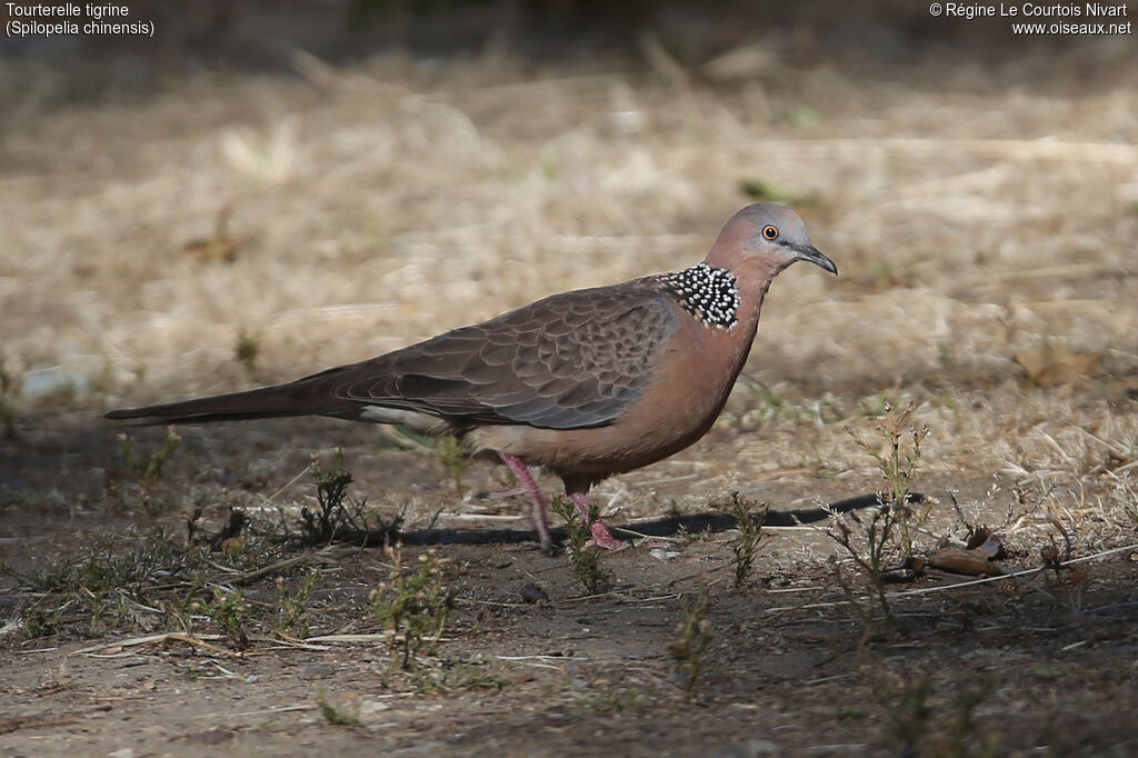 Spotted Dove