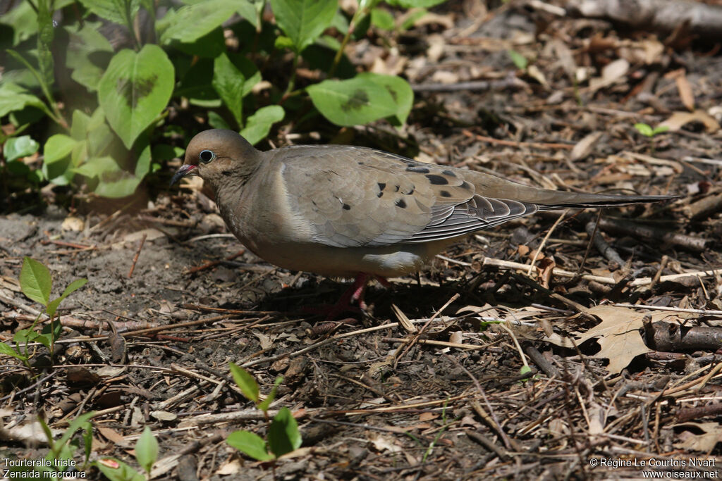 Mourning Dove