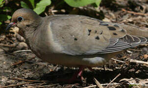 Mourning Dove