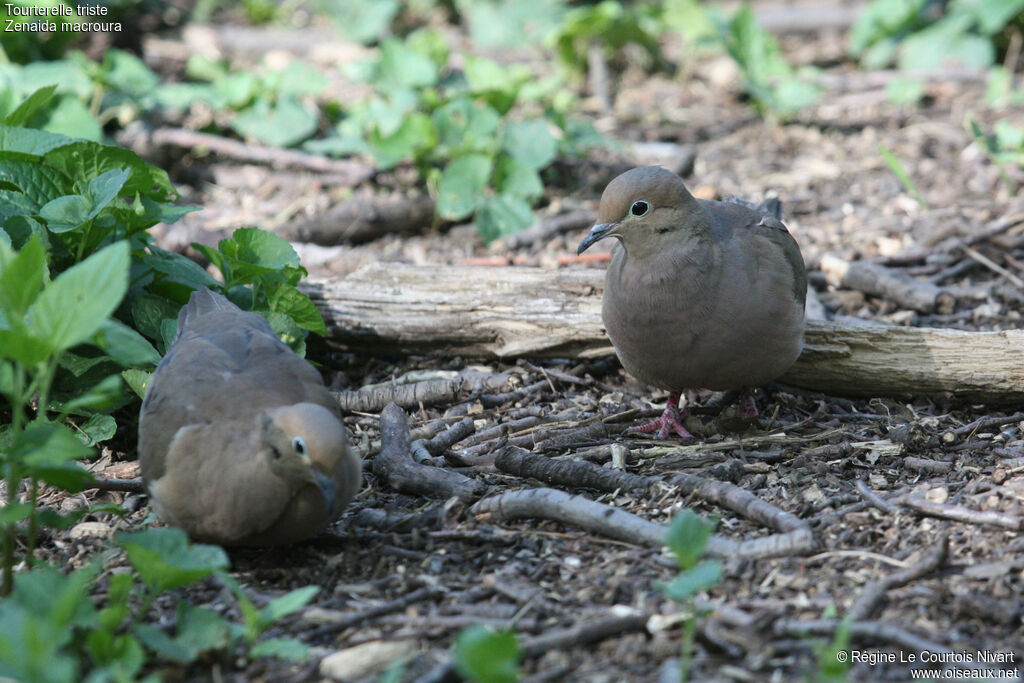 Mourning Dove