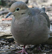 Mourning Dove