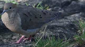 Mourning Dove