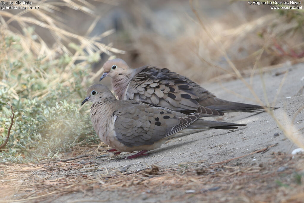 Mourning Dove