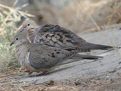 Mourning Dove