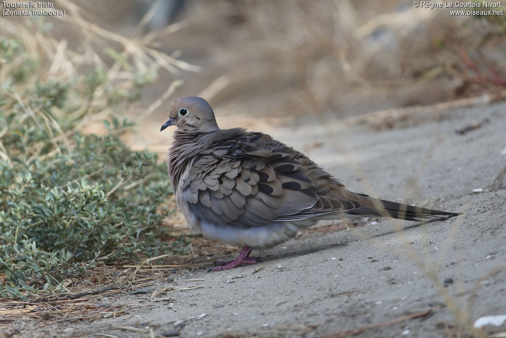 Mourning Dove