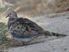 Mourning Dove