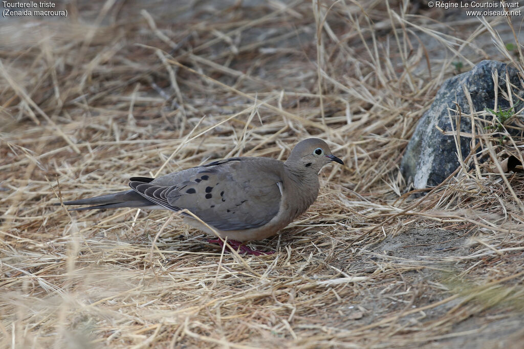 Mourning Dove