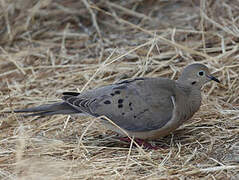 Mourning Dove