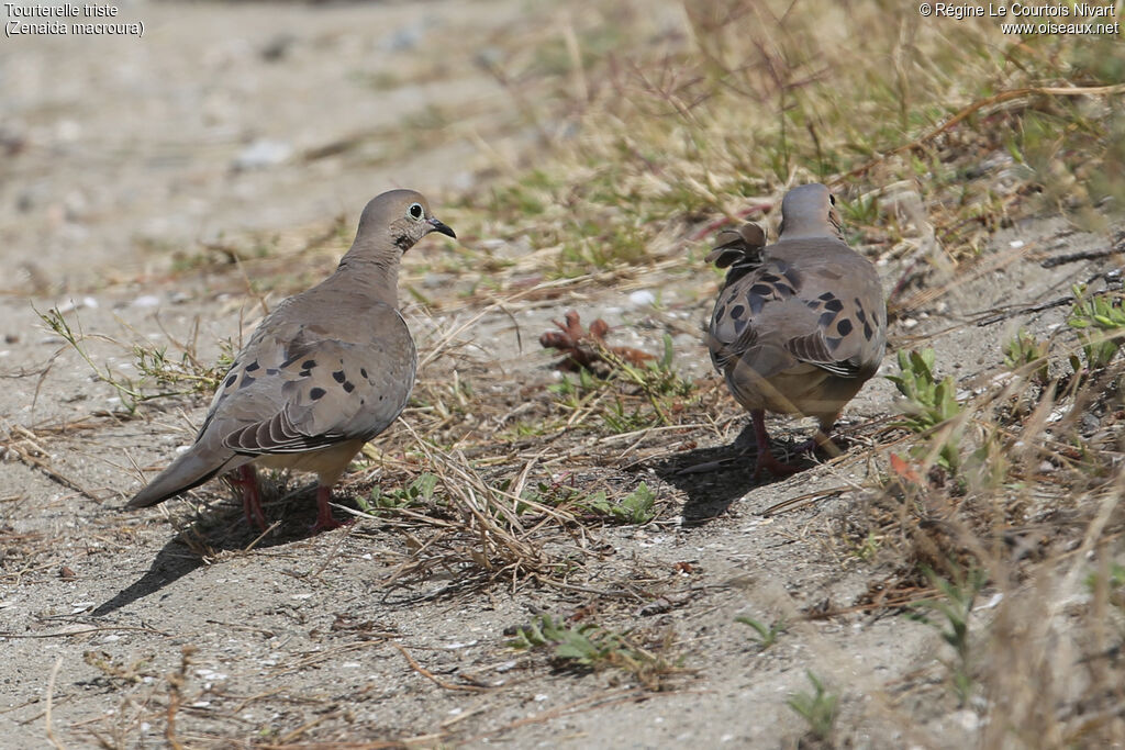 Mourning Dove