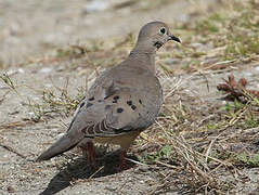 Mourning Dove