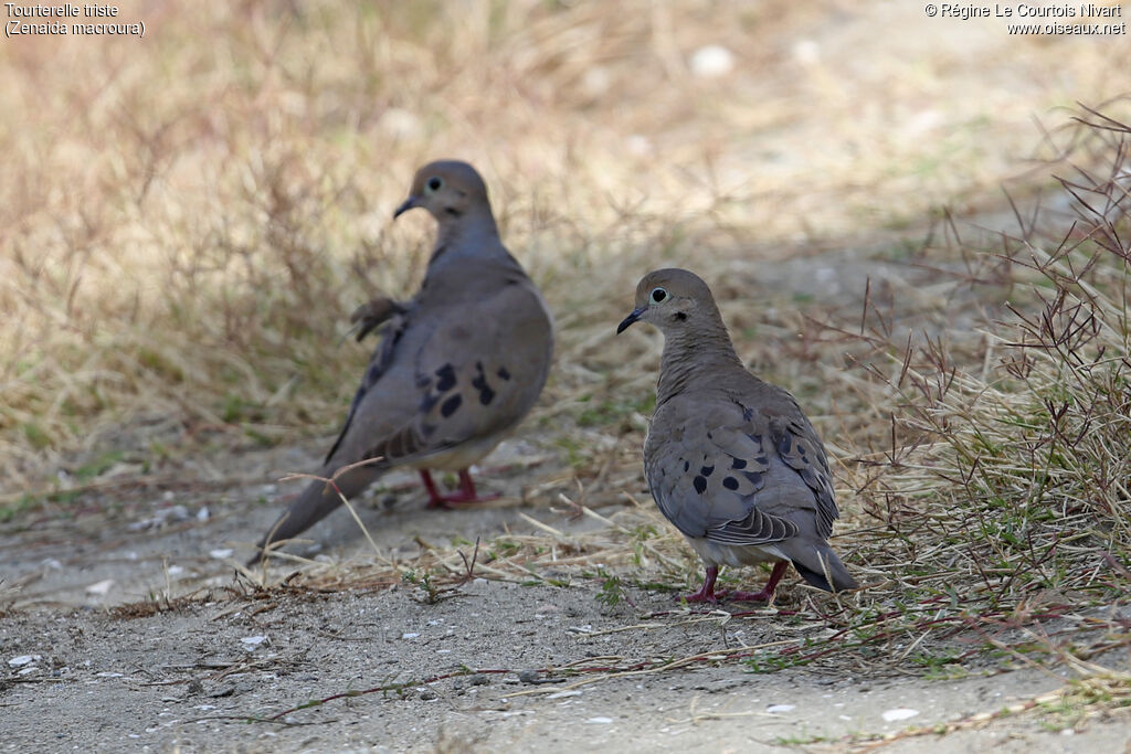 Mourning Dove