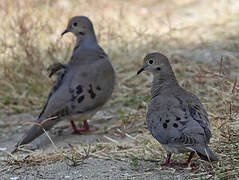 Mourning Dove