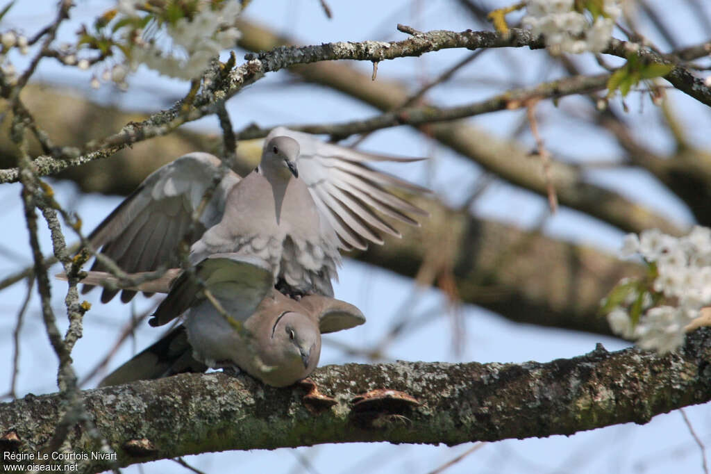 Eurasian Collared Doveadult, mating., Behaviour