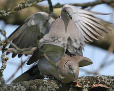 Eurasian Collared Dove