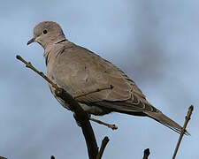 Eurasian Collared Dove