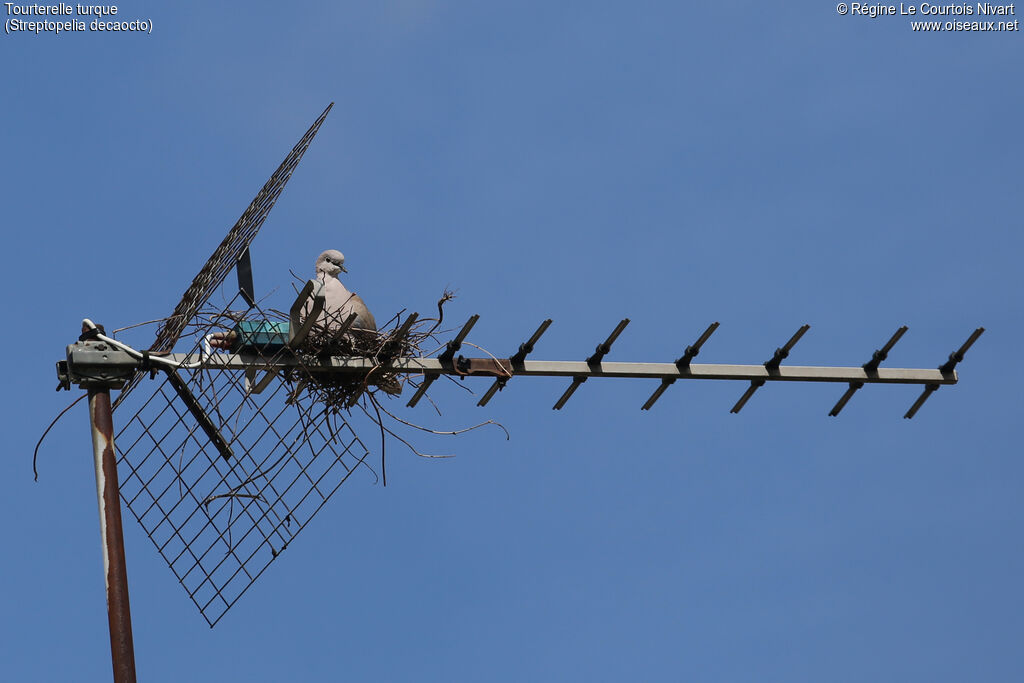 Eurasian Collared Doveadult, Reproduction-nesting