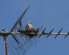 Eurasian Collared Dove