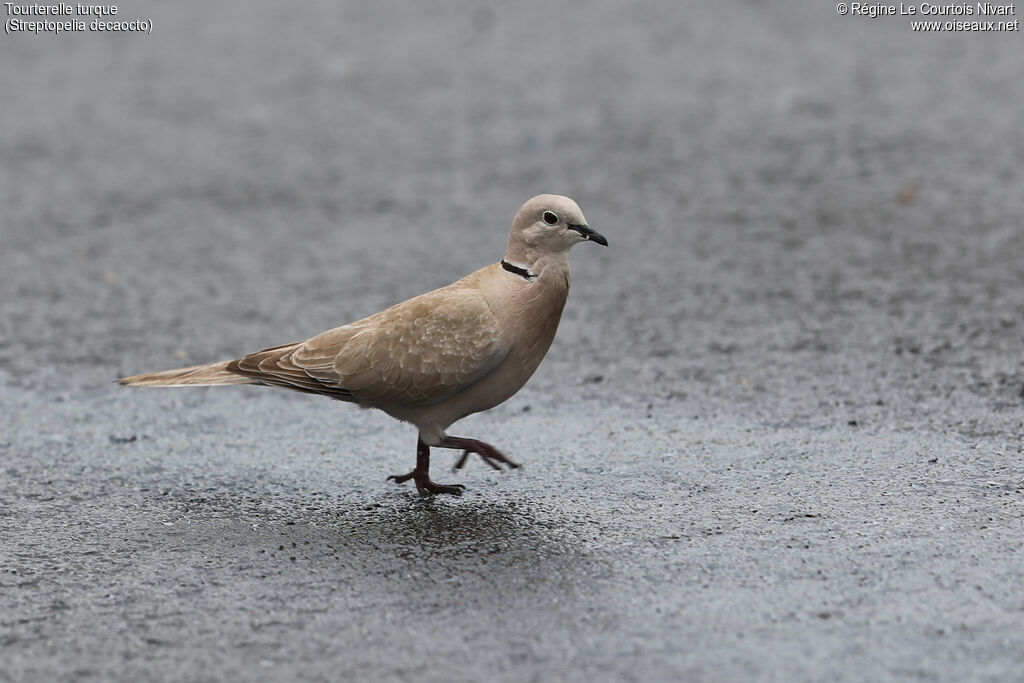 Eurasian Collared Dove