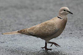 Eurasian Collared Dove