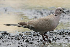 Eurasian Collared Dove